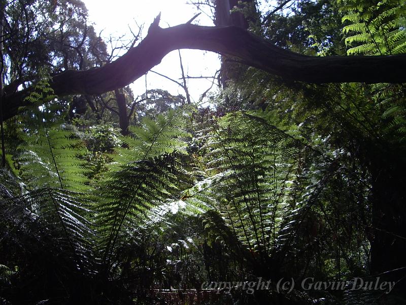 Tree ferns, forests near Sassafras IMGP0931.JPG